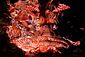 Scorpionfish